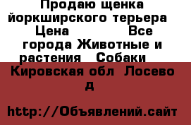 Продаю щенка йоркширского терьера  › Цена ­ 20 000 - Все города Животные и растения » Собаки   . Кировская обл.,Лосево д.